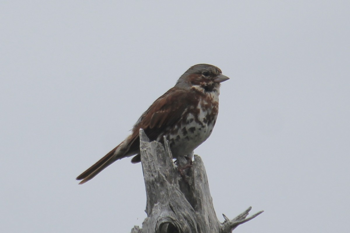 Fox Sparrow (Red) - ML640248259
