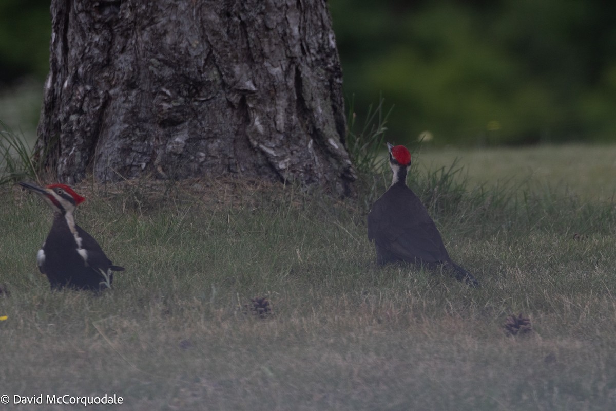 Pileated Woodpecker - ML640248261