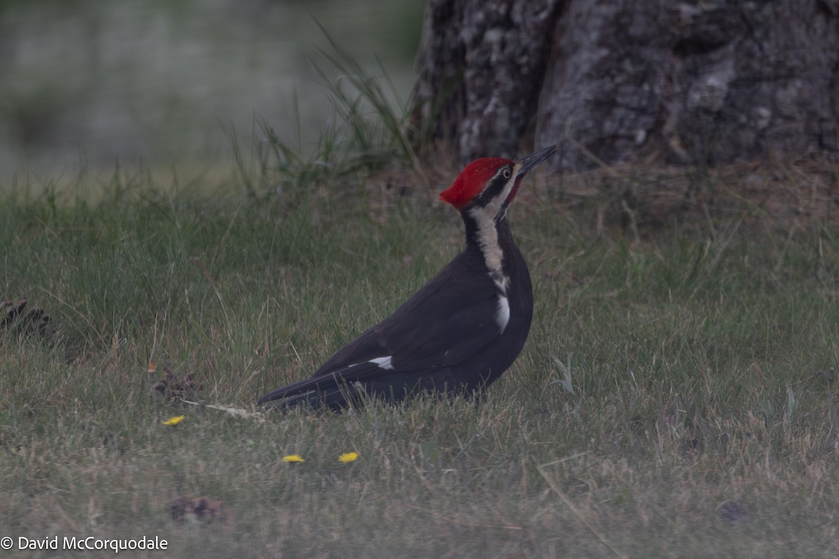 Pileated Woodpecker - ML640248262