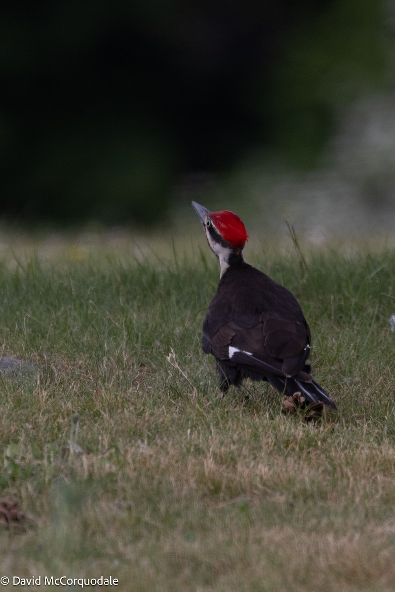 Pileated Woodpecker - ML640248264