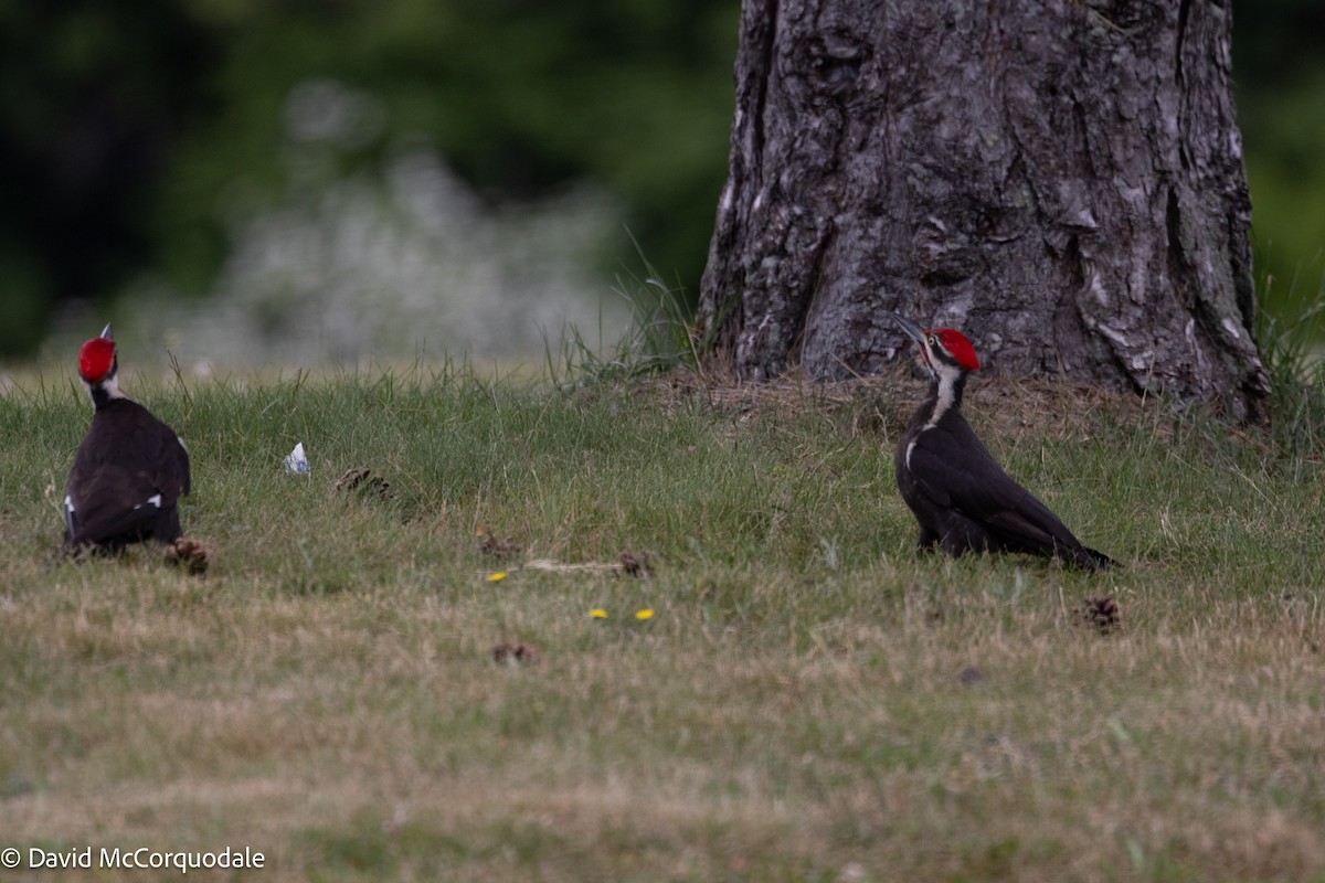 Pileated Woodpecker - ML640248265