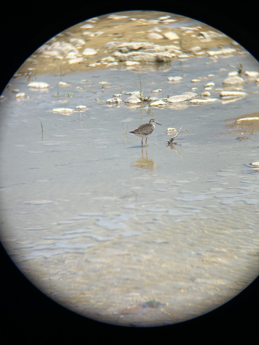 gulbeinsnipe - ML640248299