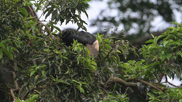 Black-and-white-casqued Hornbill - ML640248345