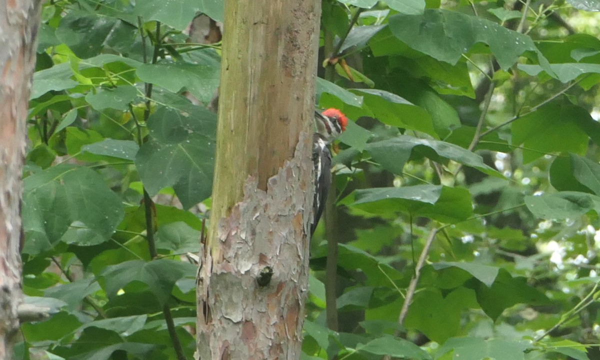 Pileated Woodpecker - ML640248388