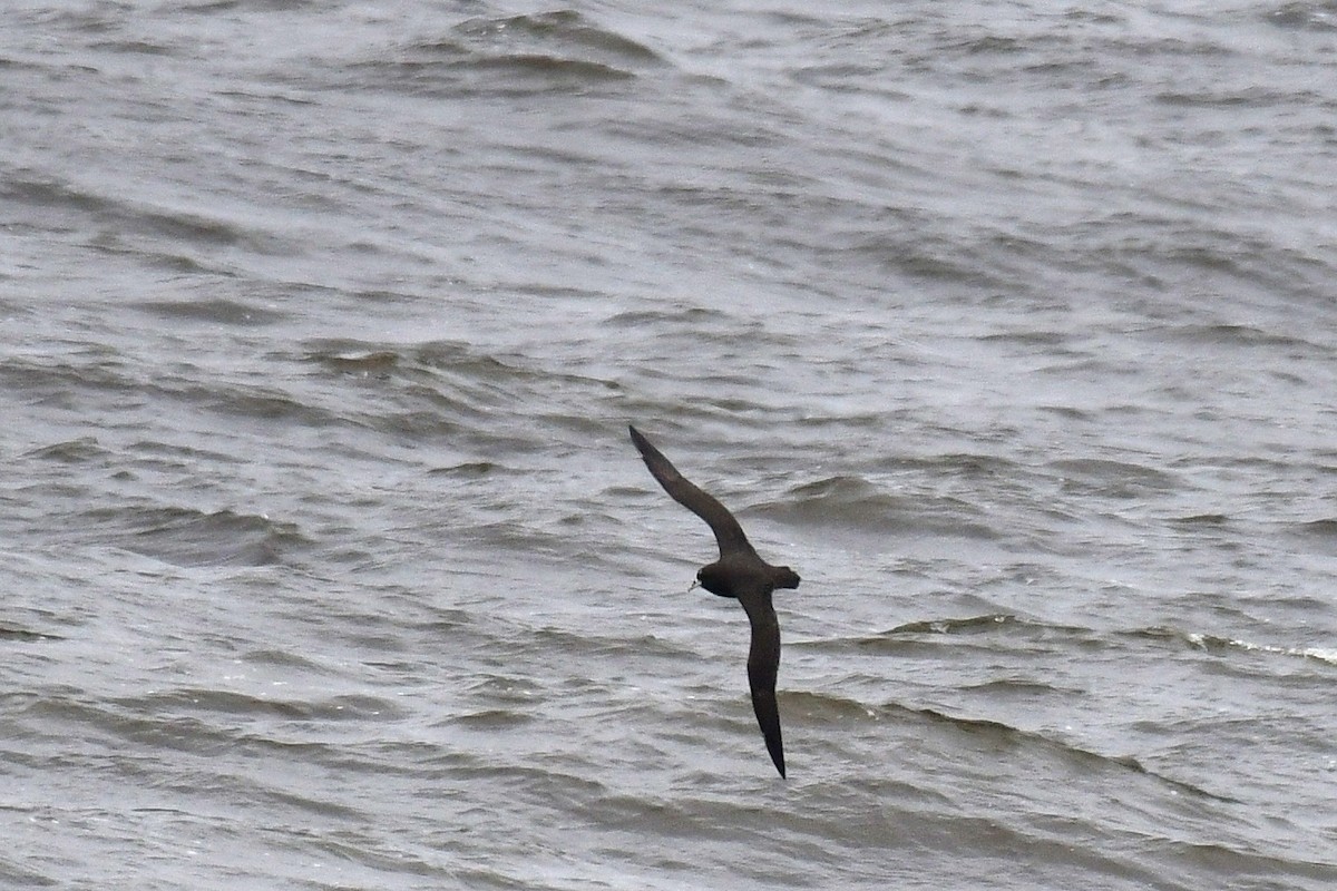 White-chinned Petrel - ML640248403