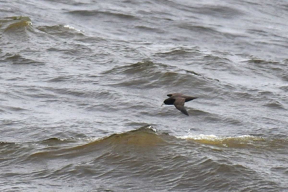 White-chinned Petrel - ML640248404