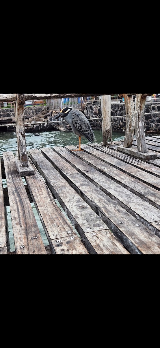 Yellow-crowned Night Heron - ML640248456