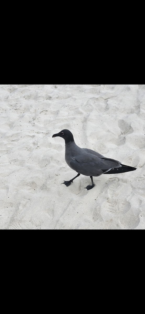 Lava Gull - ML640248482