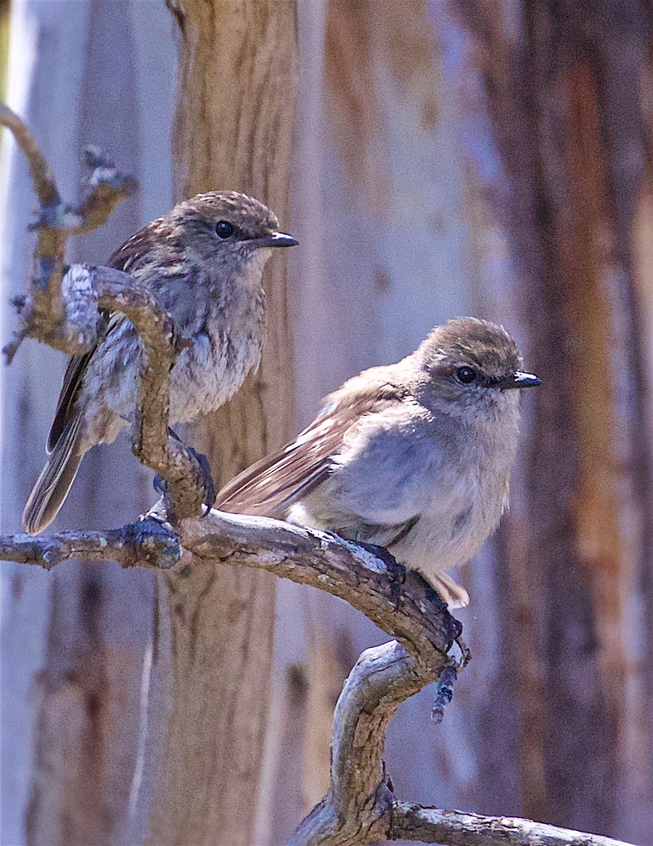 Dusky Robin - ML640248586