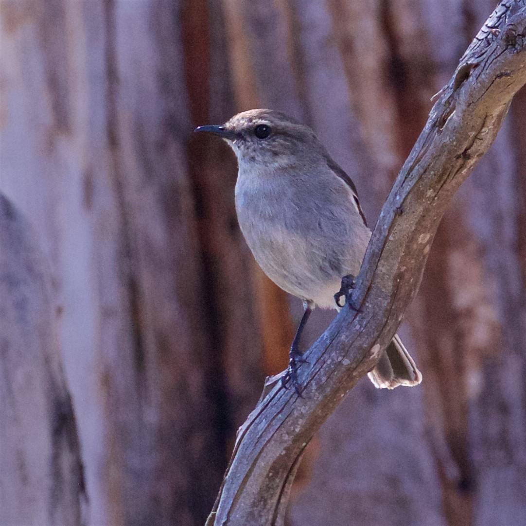 Dusky Robin - ML640248587