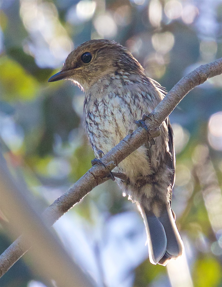 Dusky Robin - ML640248588
