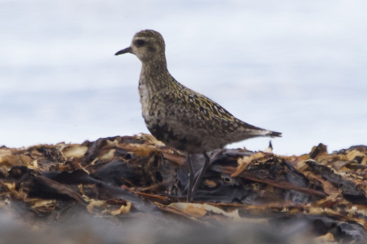 Pacific Golden-Plover - ML640248620