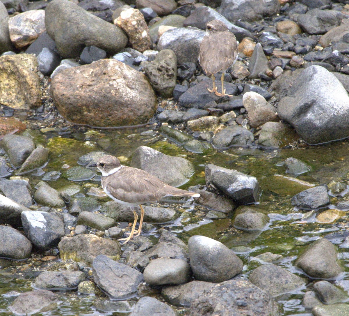 langnebblo - ML640248654
