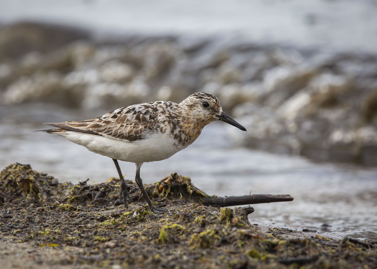 Гурвалж элсэг - ML640248697