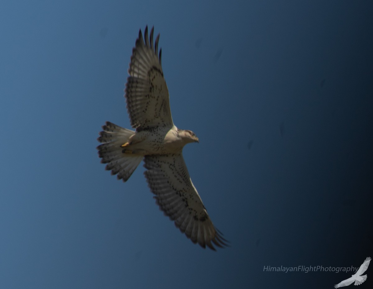 Ferruginous Hawk - ML640248735