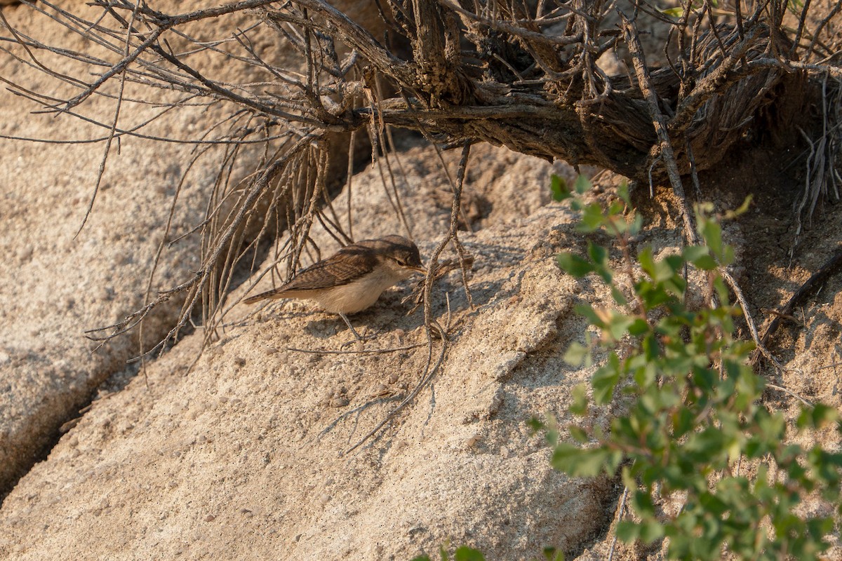 Rock Wren - ML640248878