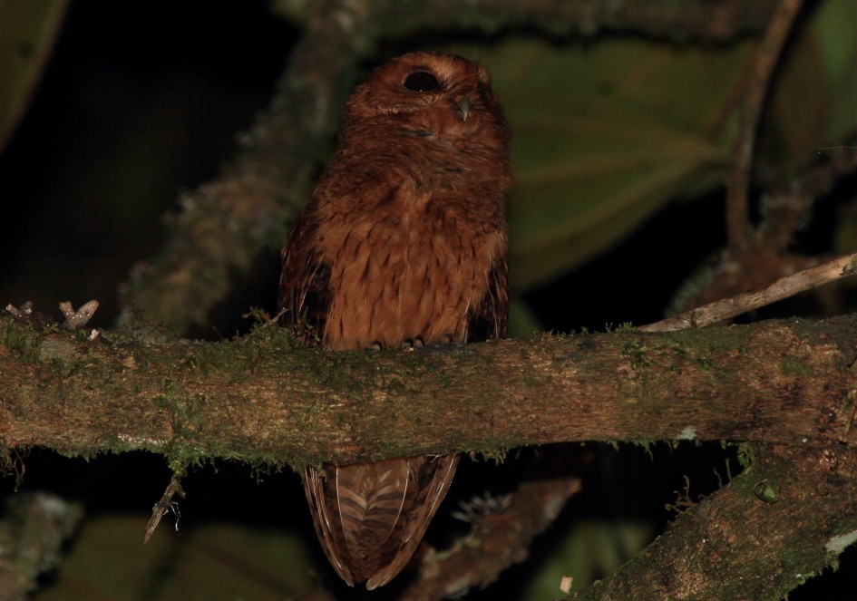 Cinnamon Screech-Owl - ML640248945