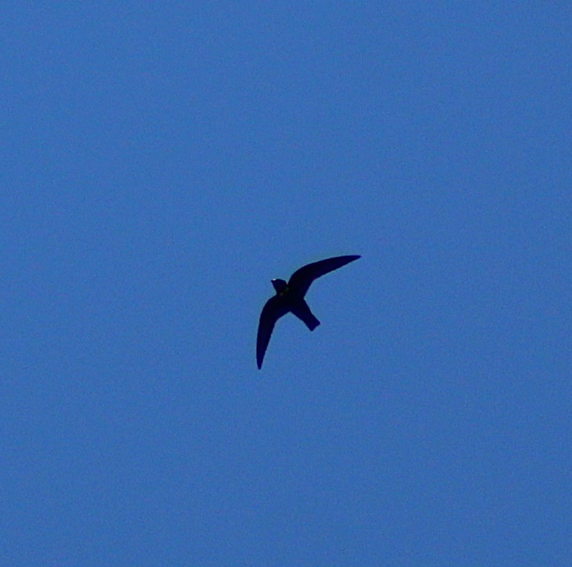 White-collared Swift - ML640249021