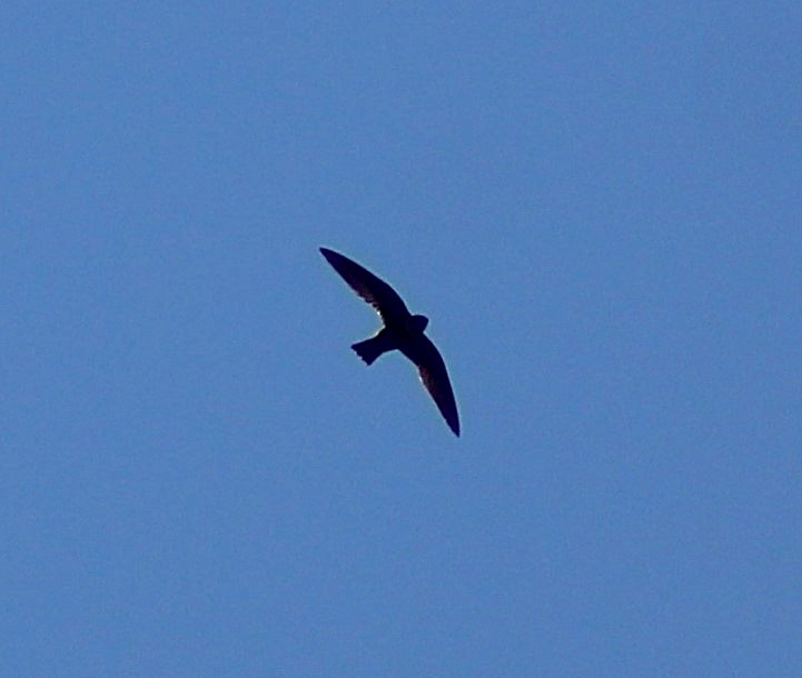 White-collared Swift - ML640249022