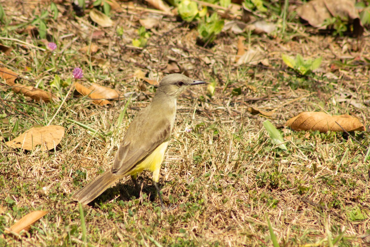 Cattle Tyrant - ML640249086