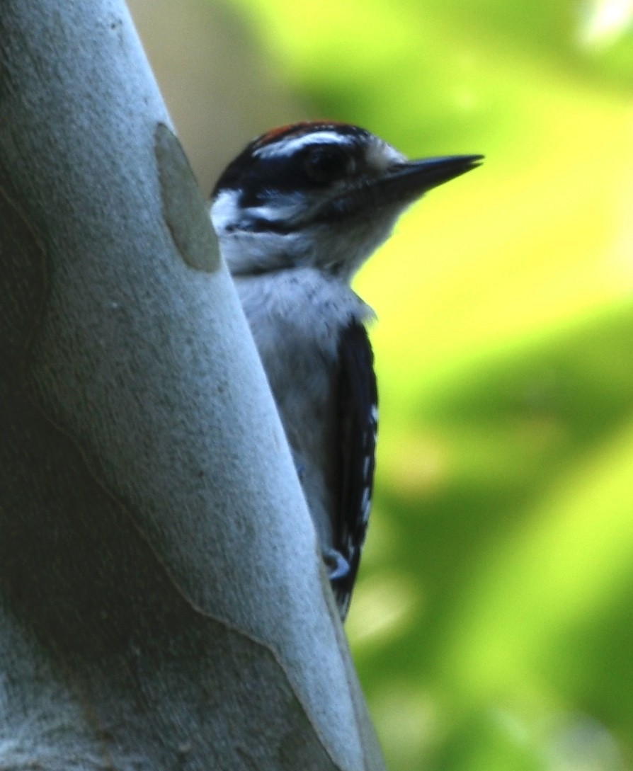 Downy Woodpecker - ML640249088