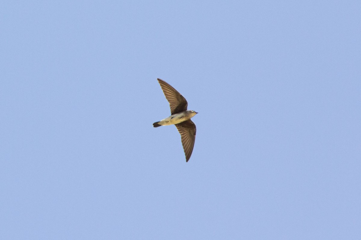 Brown-chested Martin (fusca) - ML640249090