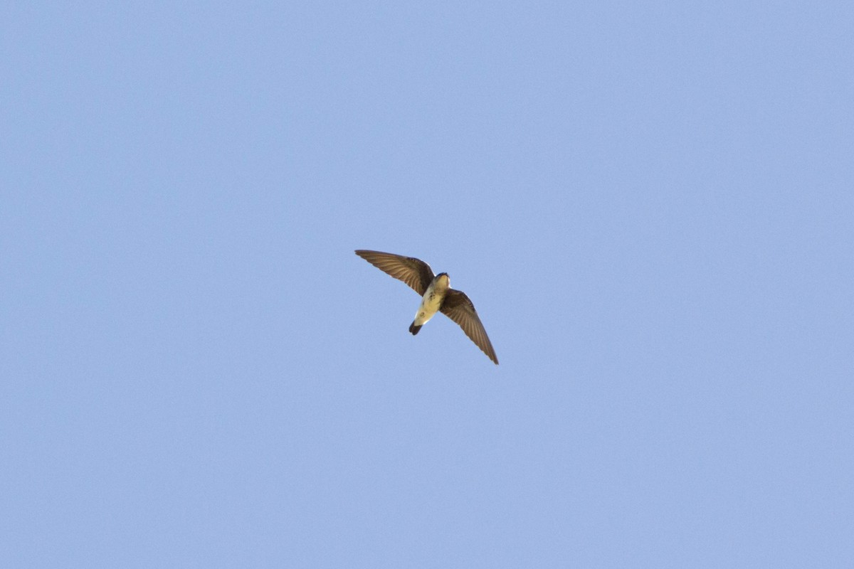 Brown-chested Martin (fusca) - ML640249091