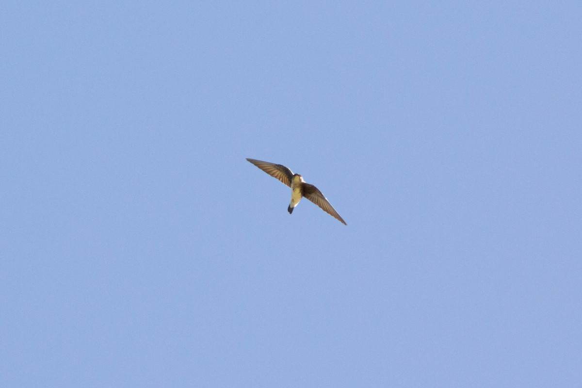 Brown-chested Martin (fusca) - ML640249092