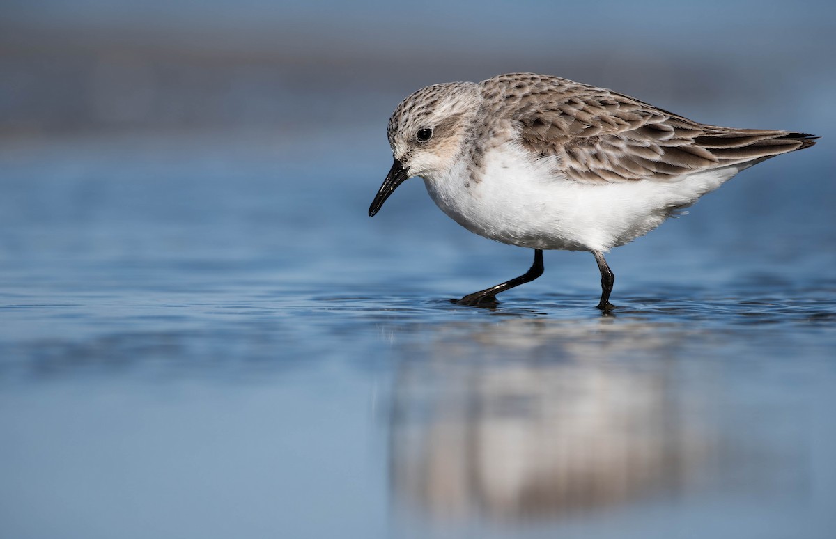 Red-necked Stint - ML640249100