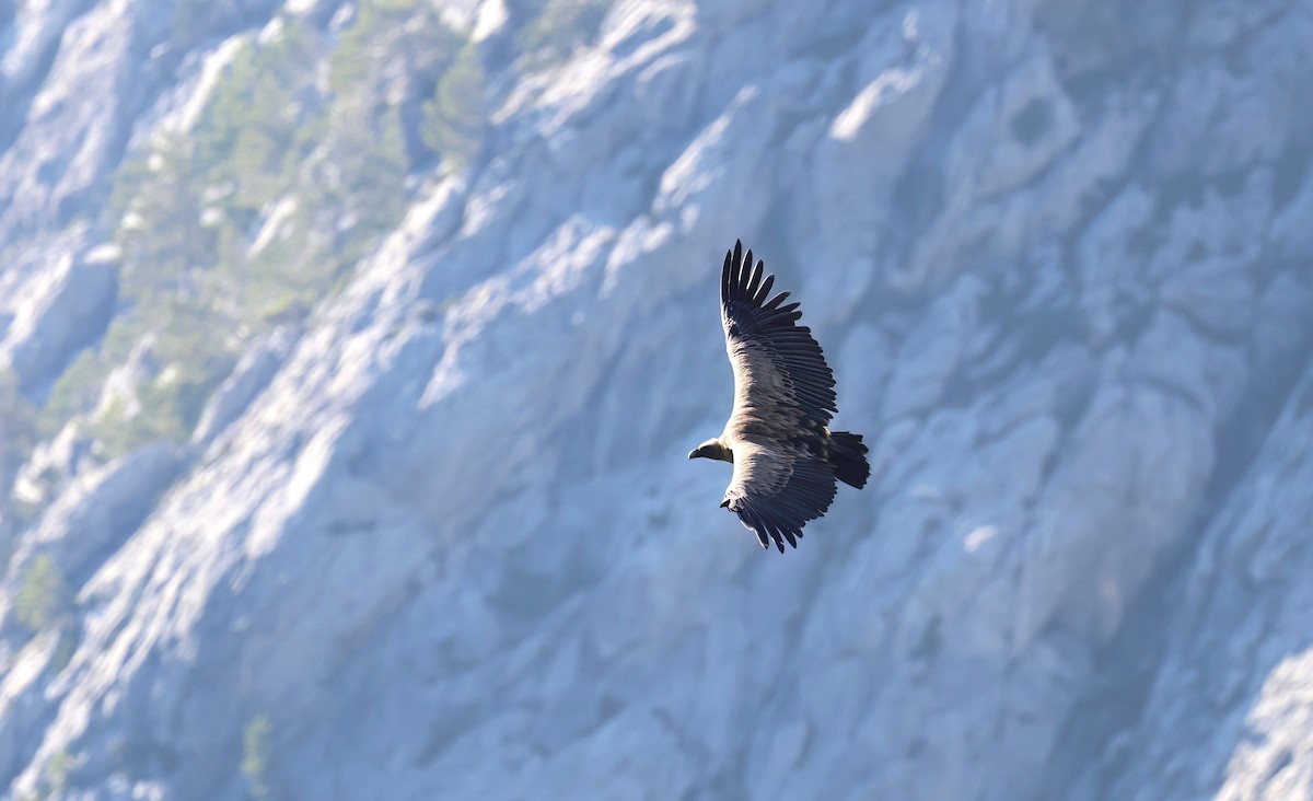 Eurasian Griffon - ML640249105