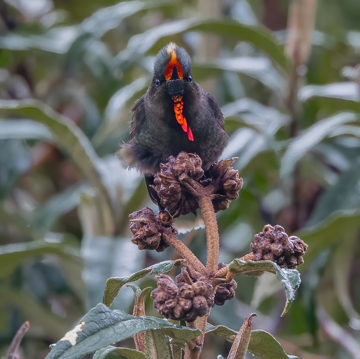 kolibřík Herranův - ML640249112