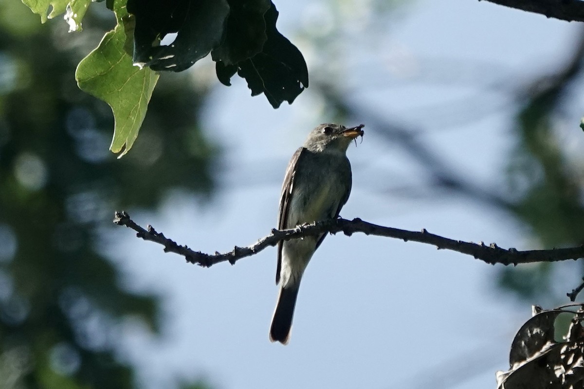 Eastern Wood-Pewee - ML640249115