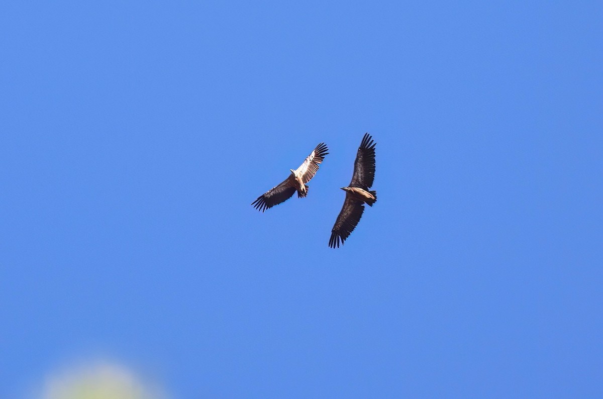 Eurasian Griffon - ML640249146