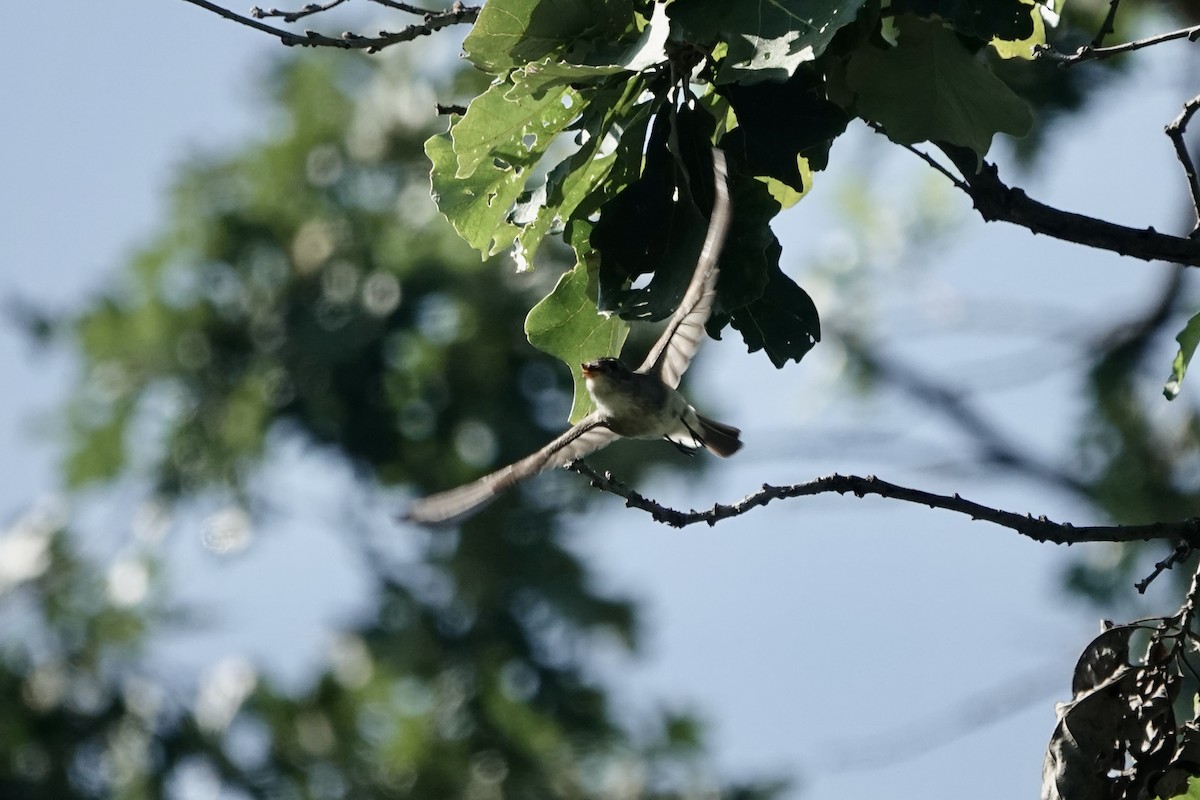 Eastern Wood-Pewee - ML640249156