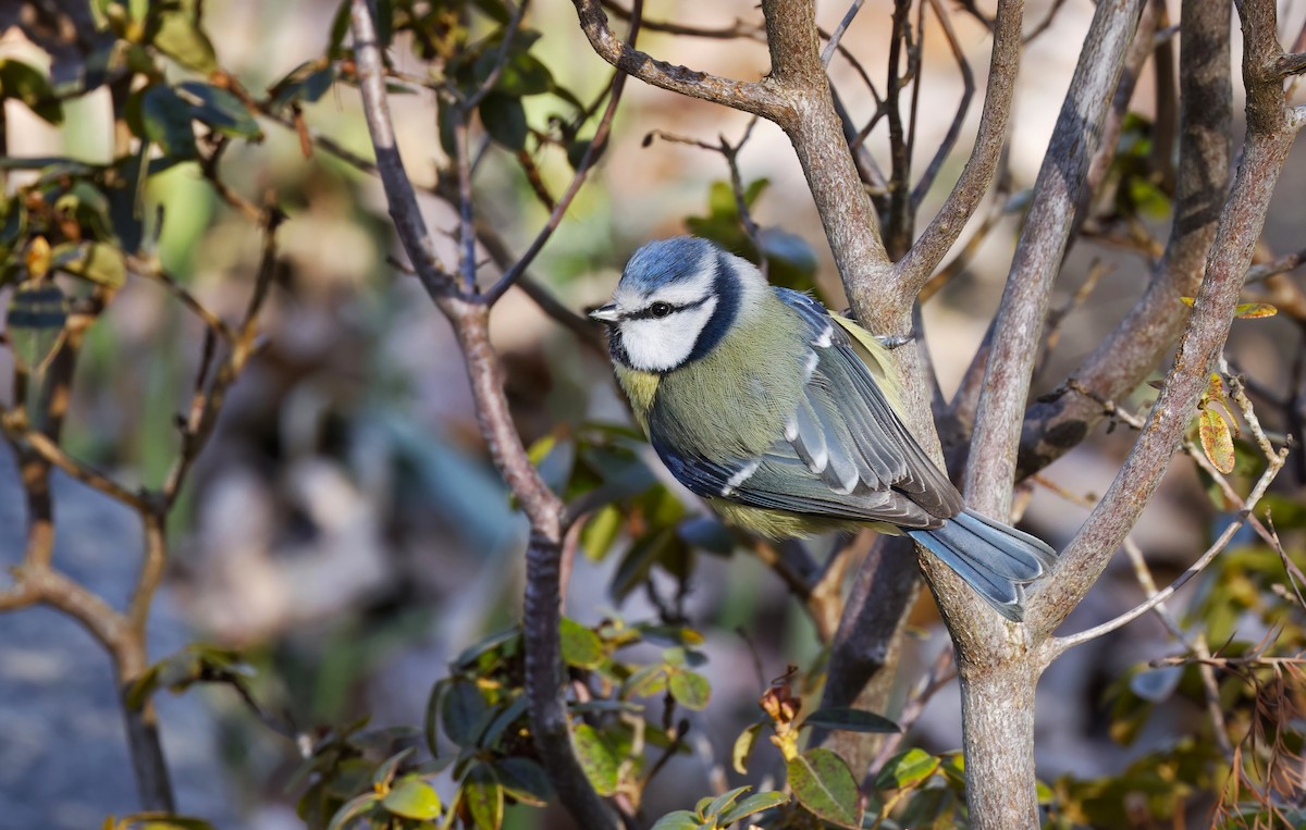 Eurasian Blue Tit - ML640249161