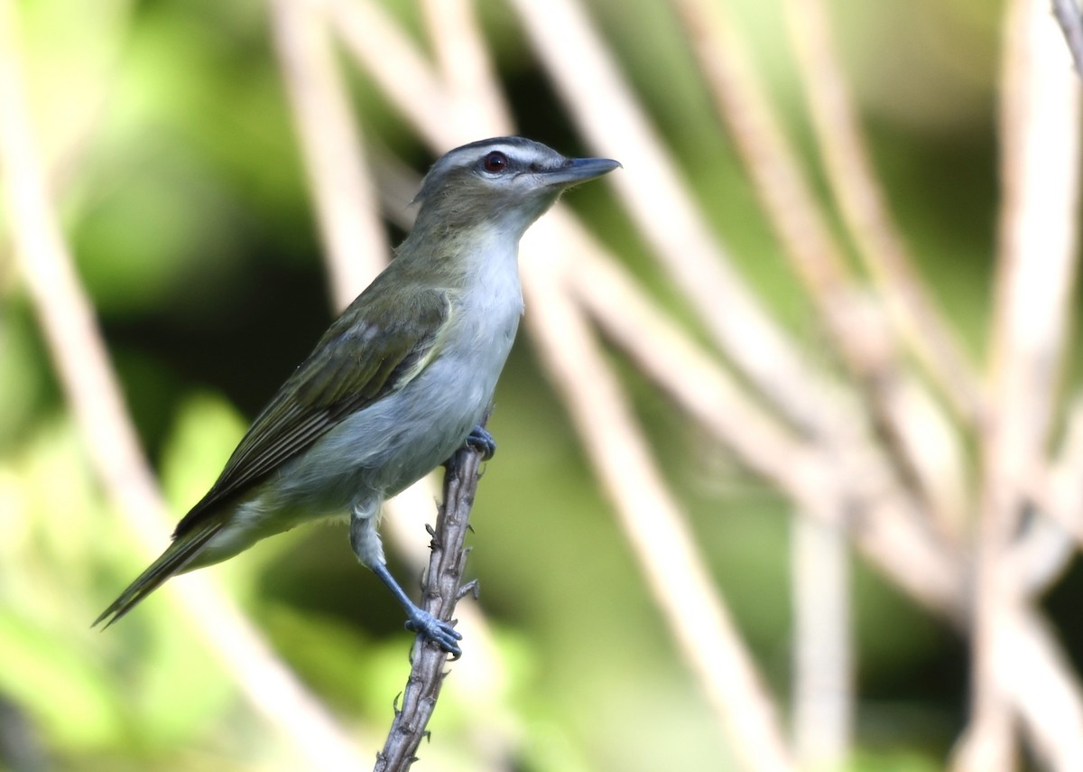 Red-eyed Vireo - ML640249171