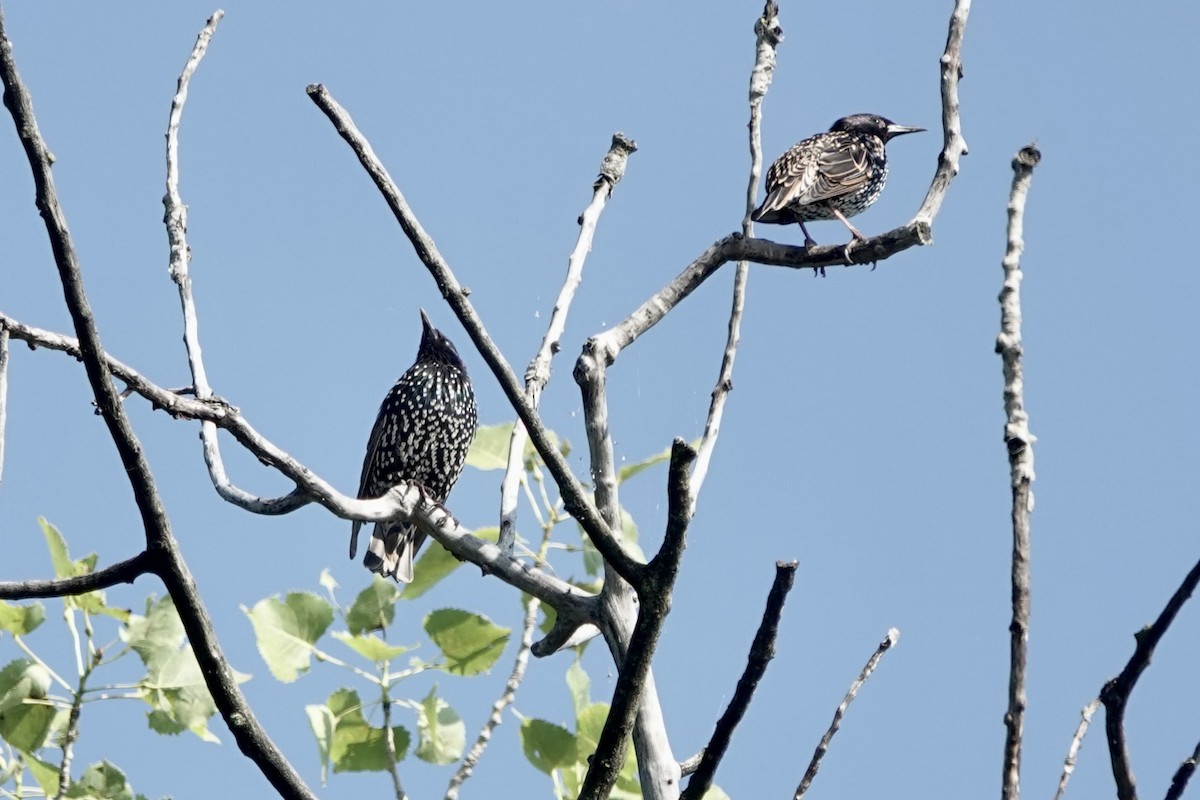 European Starling - ML640249178