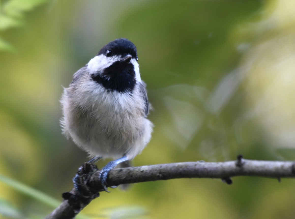 Carolina Chickadee - ML640249179