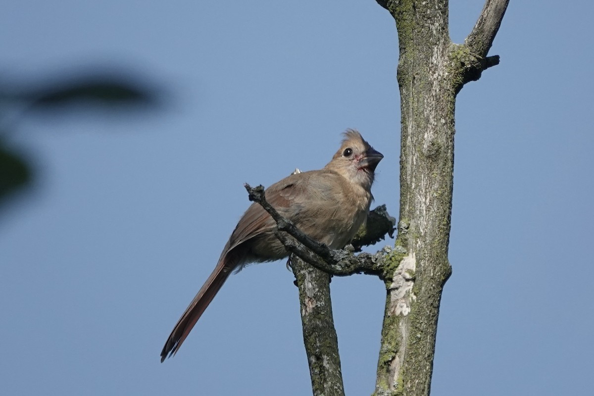 Northern Cardinal - ML640249199