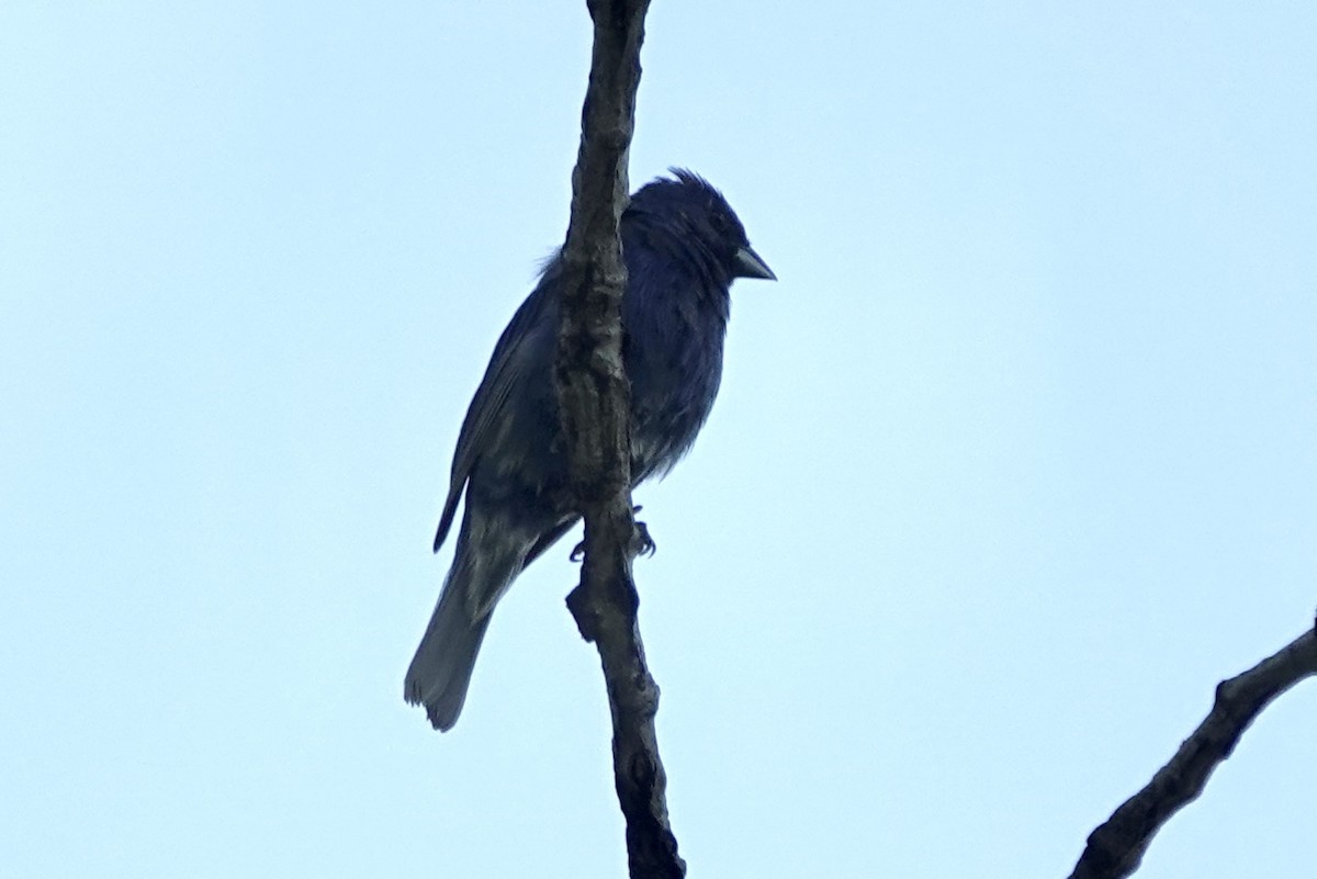 Indigo Bunting - ML640249236