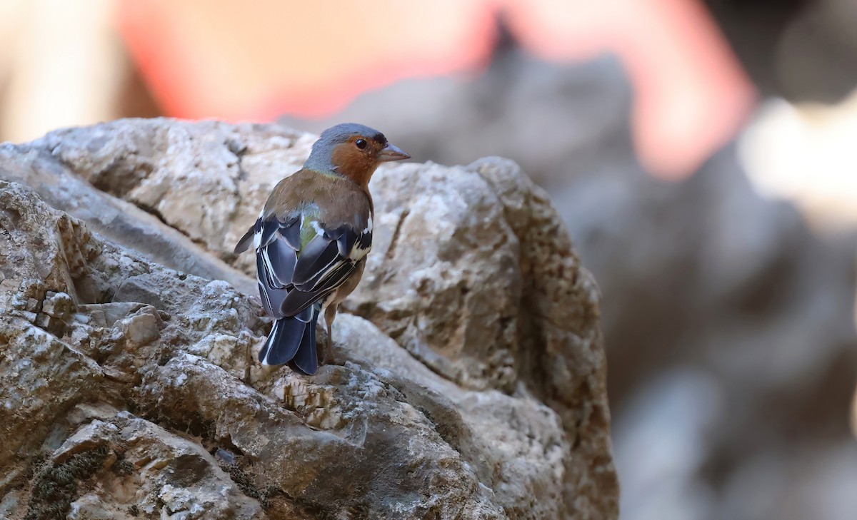 Common Chaffinch - ML640249253