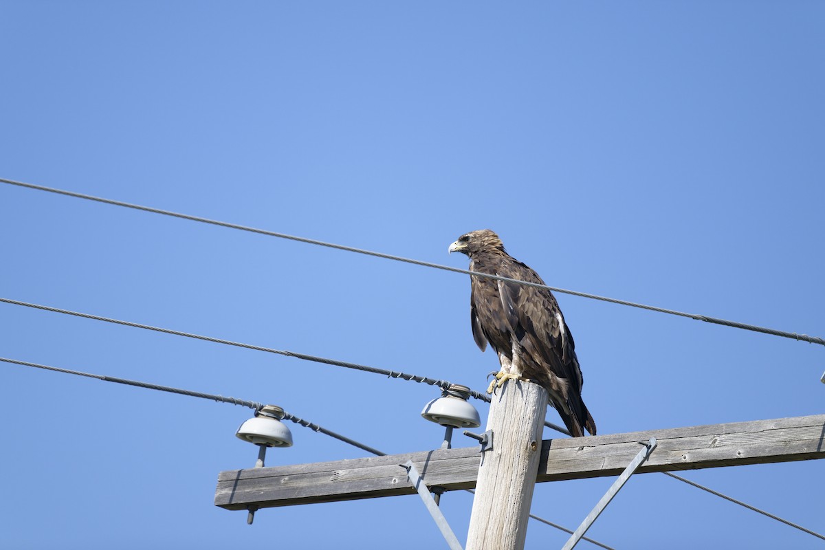 Golden Eagle - ML640249277