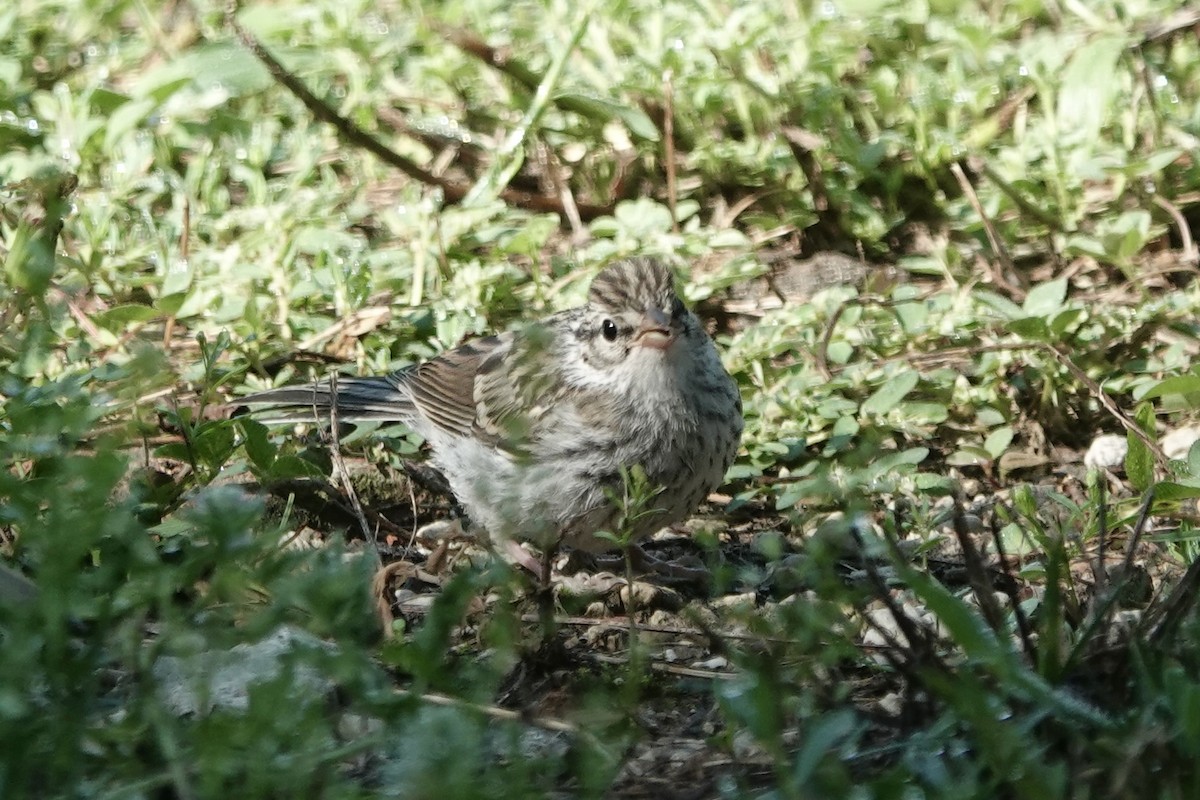 Chipping Sparrow - ML640249331