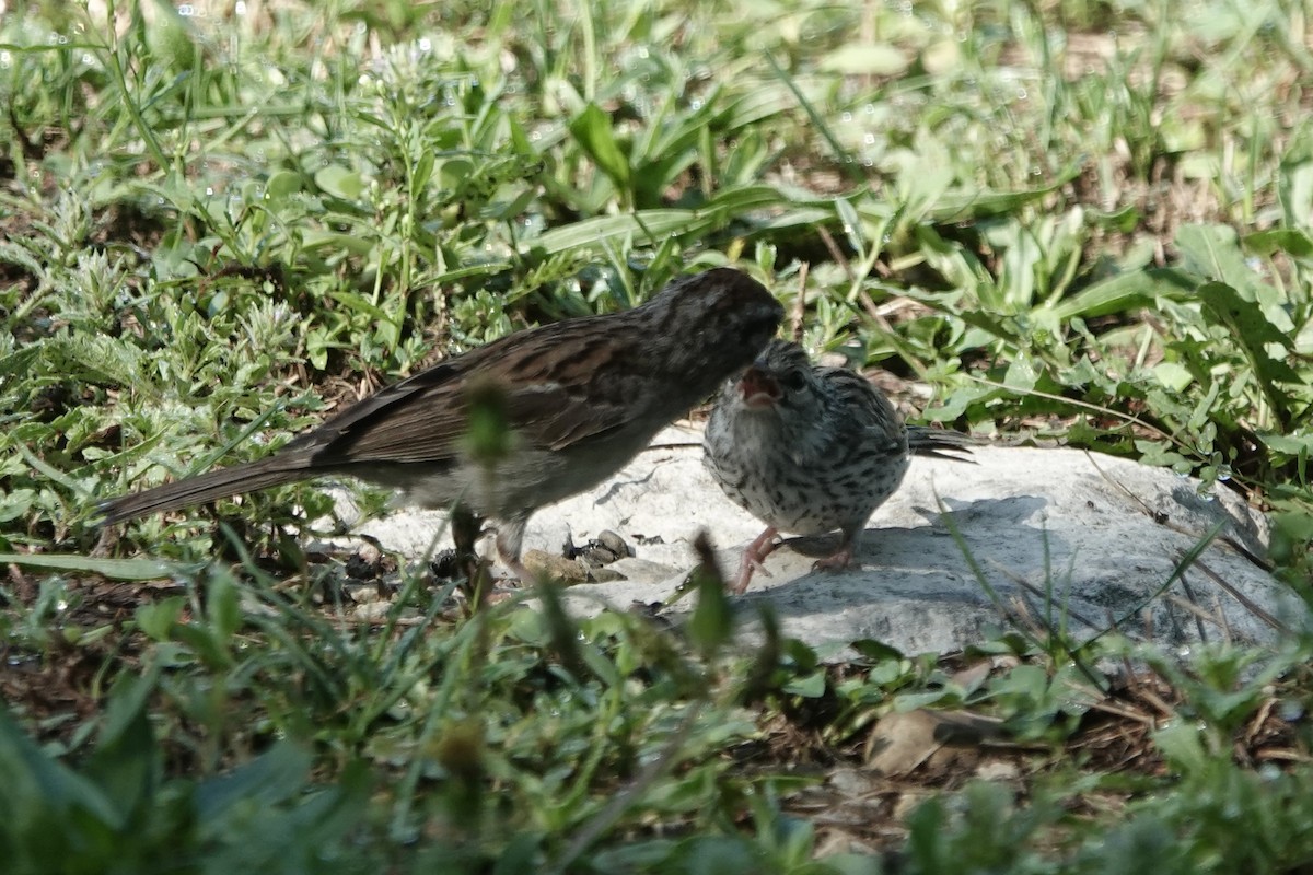 Chipping Sparrow - ML640249337