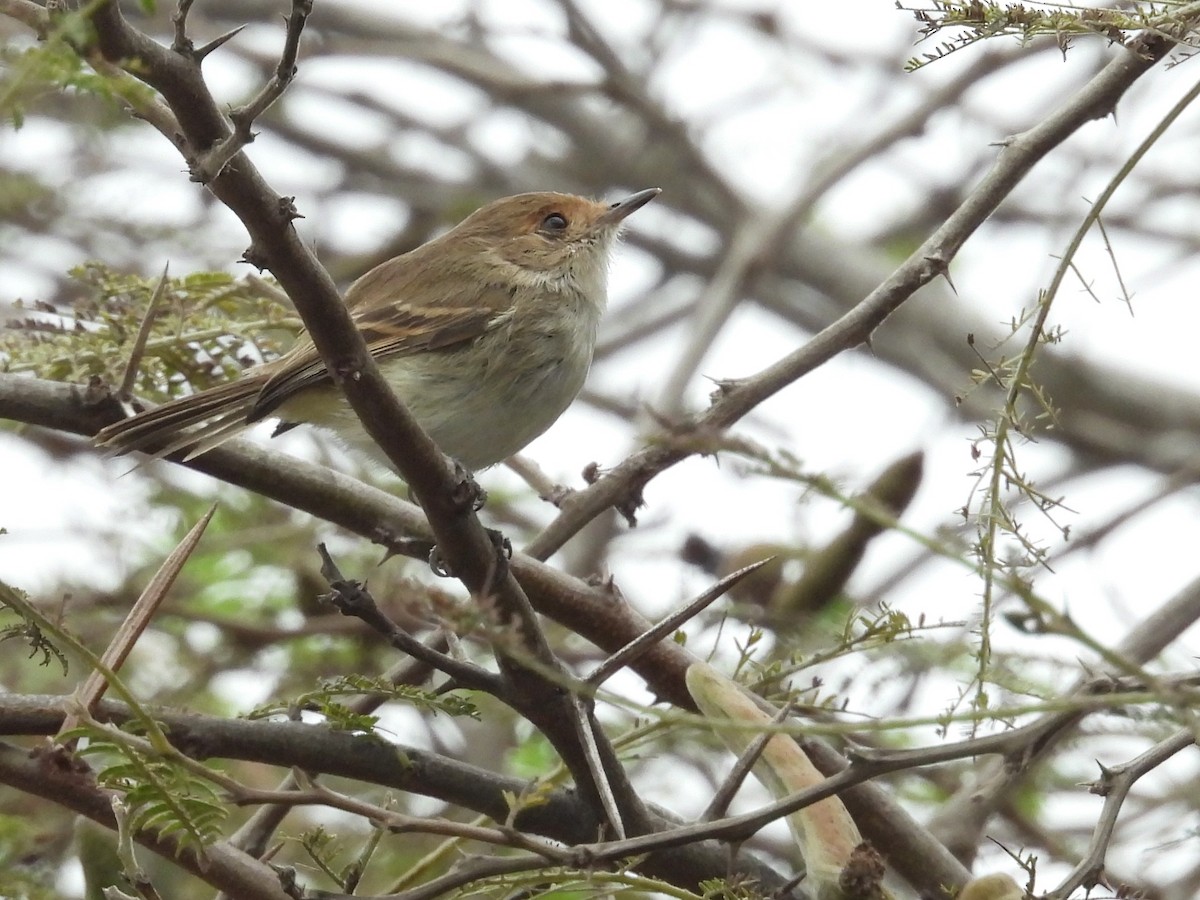 Fulvous-faced Scrub-Tyrant - ML640249353