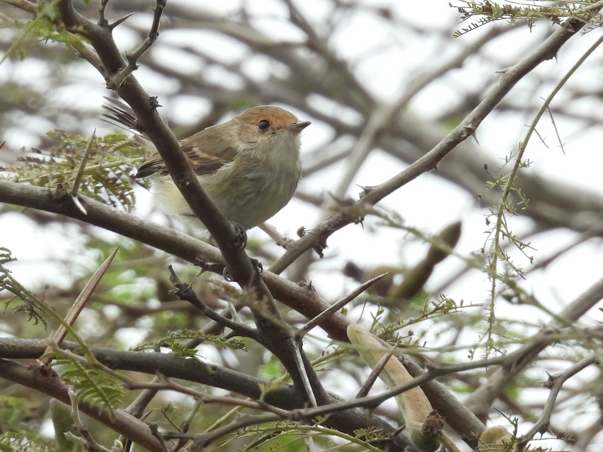Fulvous-faced Scrub-Tyrant - ML640249354
