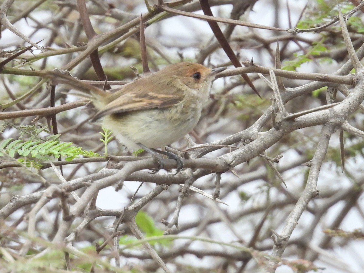 Fulvous-faced Scrub-Tyrant - ML640249355