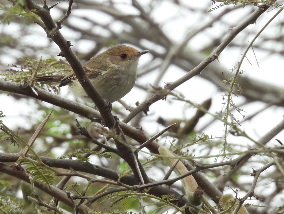 Fulvous-faced Scrub-Tyrant - ML640249356