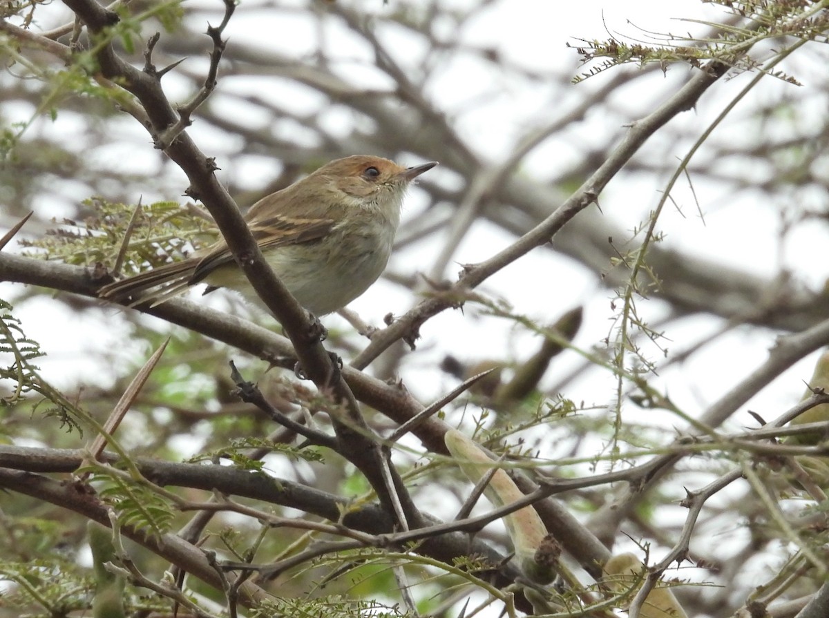 Fulvous-faced Scrub-Tyrant - ML640249357