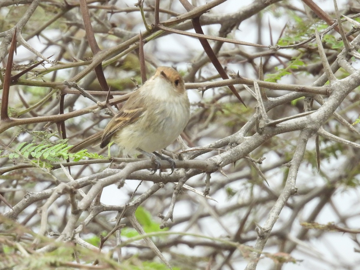 Fulvous-faced Scrub-Tyrant - ML640249358